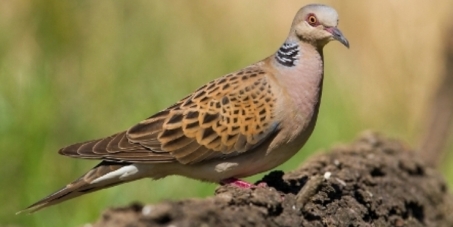 85fa9d39e81caf8f6ce96f04bf59a6e6