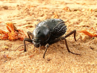 Besouro-do-Deserto