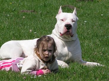 dogo-argentino-2