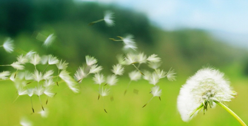 dente-de-leao-1280x7681